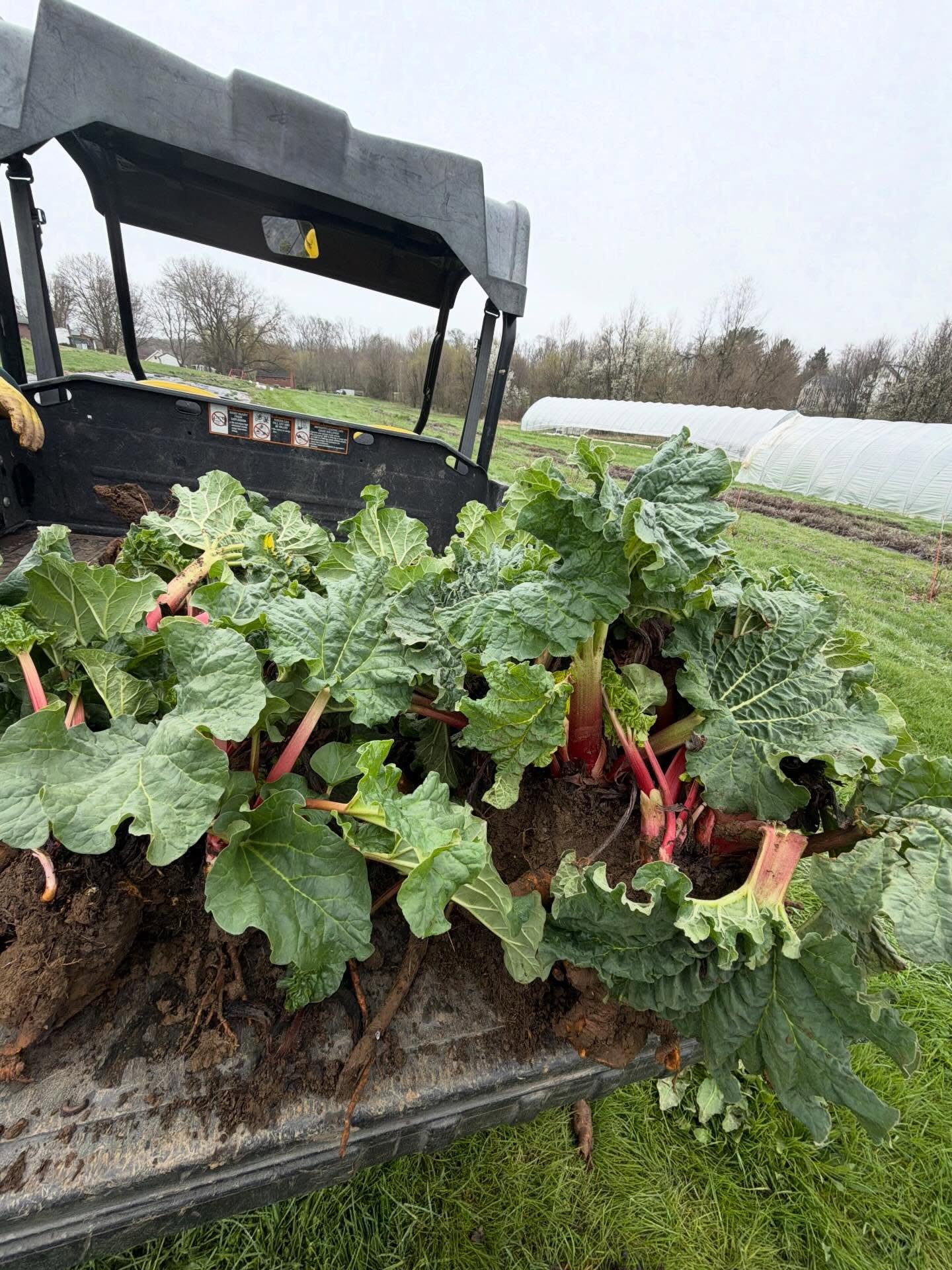 We are nearing rhubarb season! These cool spring days are perfect for digging and dividing perennials. We are taking advantage of these cooler days with some rain in forecast to transplant our rhubarb into its new home. 

When we moved to the new farm we took the time to dig and divide a lot of our rhubarb field and transplant to the new farm. If you follow us you may remember us drilling holes with a big auger to get the divisions in the ground. 

We like to establish permanent bed systems by sheet mulching. For those not familiar, we plant and then layer around the plants compost, cardboard, and top off with wood chips as mulch. 

When we moved the farm 3 years ago we only had so much time and wood chips that we were only able to plant 1/2 of our rhubarb in a sheet mulched beds. The rest went into temporary landscape fabric. 

Ideally we would divide and transplant in the fall but we are fitting it in this spring with it being cool. Not like the 80° weather we had for a bit earlier this week!