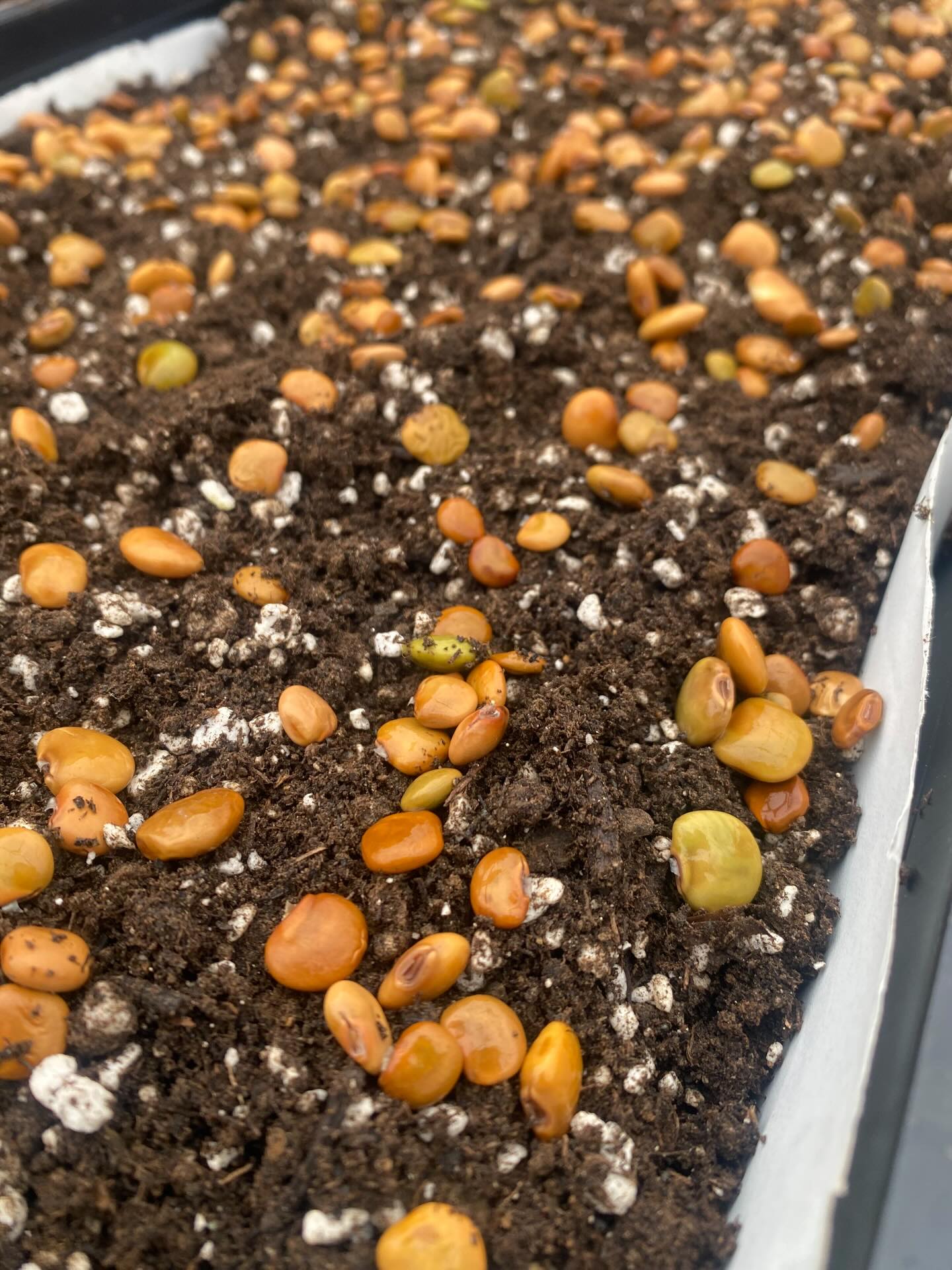 Let the germination begin! Today is a “root” day in the biodynamic calendar. For those who don’t know, Rudolf Steiner created this philosophy for all things growing. It gets very deep so we are grateful to simply follow along in our Maria Thun calendar or The Josephine Porter calendar. There are 4 categories for planting: root, leaf, flower and fruit. 

Today we started jicama! It’s been a couple of years since we grew it and we are already dreaming of the early fall harvest when we get to crunch into these delicious tubers. How cool is it that it can be eaten raw?! It is also know as the “Mexican potato, True Jicama and Yam Bean, and in the original Thai, Man Kaeo.”