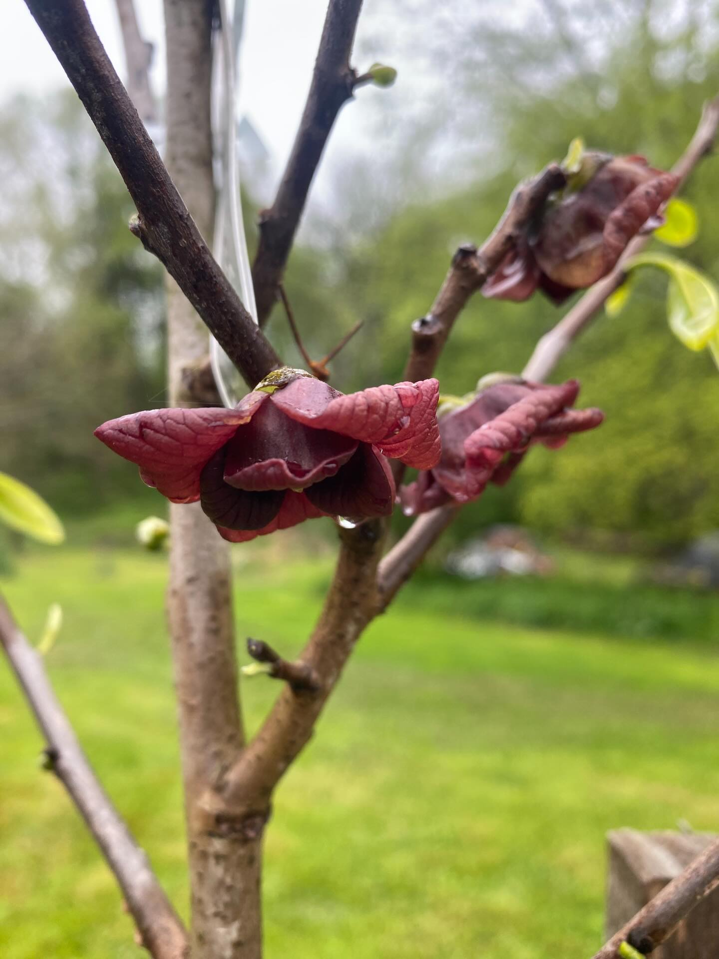 🌱Happy Earth Day everyday!🌱

🌱Happy to see all the blossoming from the trees and tender growth emerging! We had a serious cold snap a few days ago but we prepared by covering things with remay, tarps and even some tree tube coverings to protect tender young saplings. Feeling like warmer nights are ahead. 

🌱Things coming up!
The Farm Store will be open Friday 9-4 (4/24) We are offering one more special day of Tulip bunches before the season passes us by. 397 Letort rd Millersville 

This Saturday 4/25 we will be vending at the Manheim Township Earth Fest 8-1. There will be lots of native plants to shop for and an artisans makers market. Come stop by and say hi. We will have tulip bunches, our line of herbal teas, formulas, skin care and more.