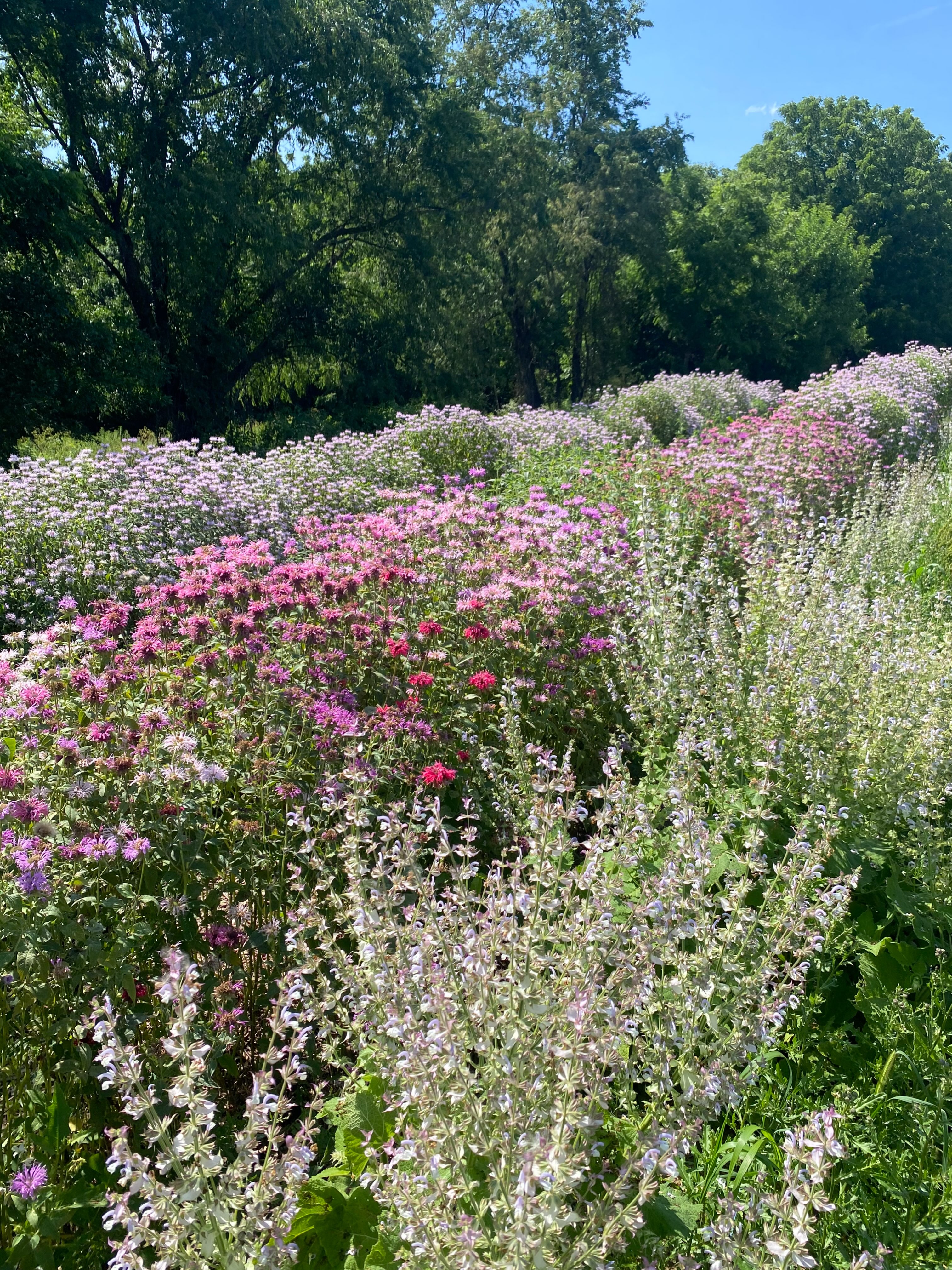 It’s easy to look at all the things that need tending to on a farm. And then there are moments where you turn your thinking brain off and just take in the magic and beauty that is blooming around. 

This particular field took my breath away and I just stood in the middle of it and tried to stay out of the way of the busy insects taking in their pollen and nectar from these lush flowers of wild bergamot, bee balm, anise hyssop and clary sage. What a moment to behold. 🌸