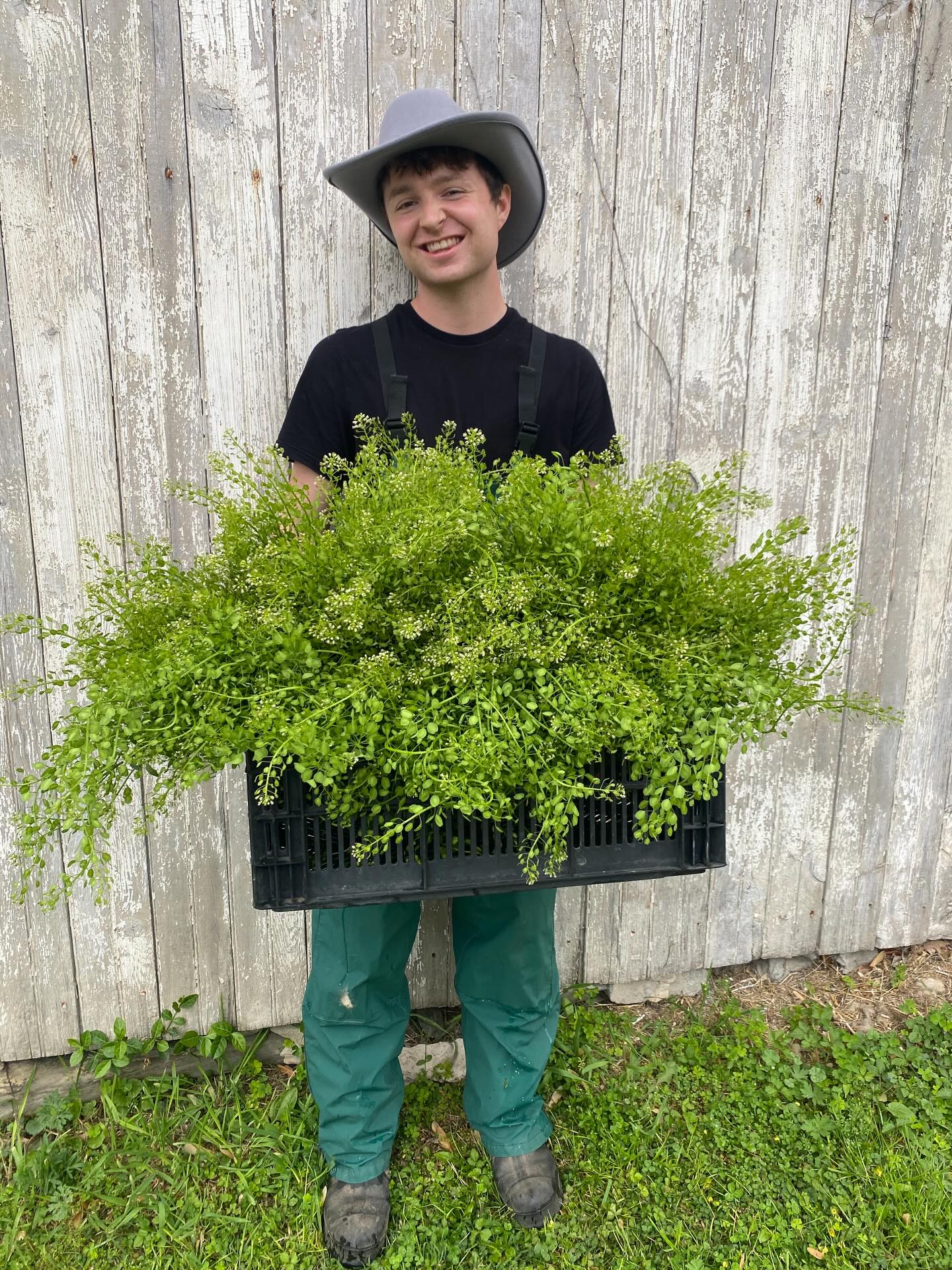 We brought in buckets of our favorite early spring foliage, Penny cress. We forage for it along the woods edge and open fields. It was a lovely addition to our Mother’s Day bouquets and we dry it for our fall everlasting wreaths. Avery is holding a crate of bunches he made on the way to be hung in the flower drying loft.