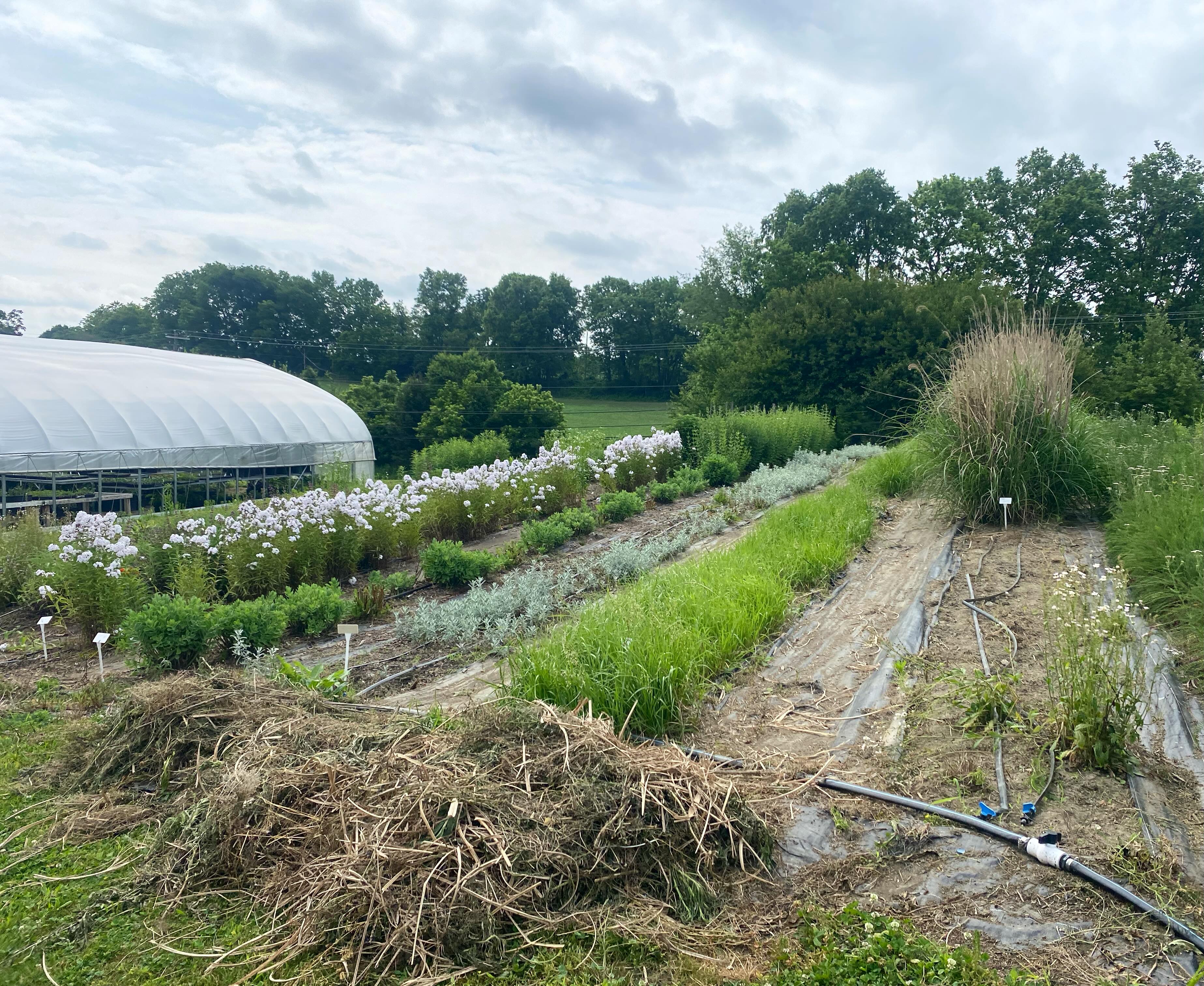 Nothing beats a freshly weeded perennial field! In spring, we’re constantly balancing field preparation, planting, harvesting, and packing orders, so whenever we can gather enough hands and time to tackle the weeding, it makes a tremendous difference. 

The day ended with a magnificent thunderstorm. Thank you, rain. It has been dry and we needed it.