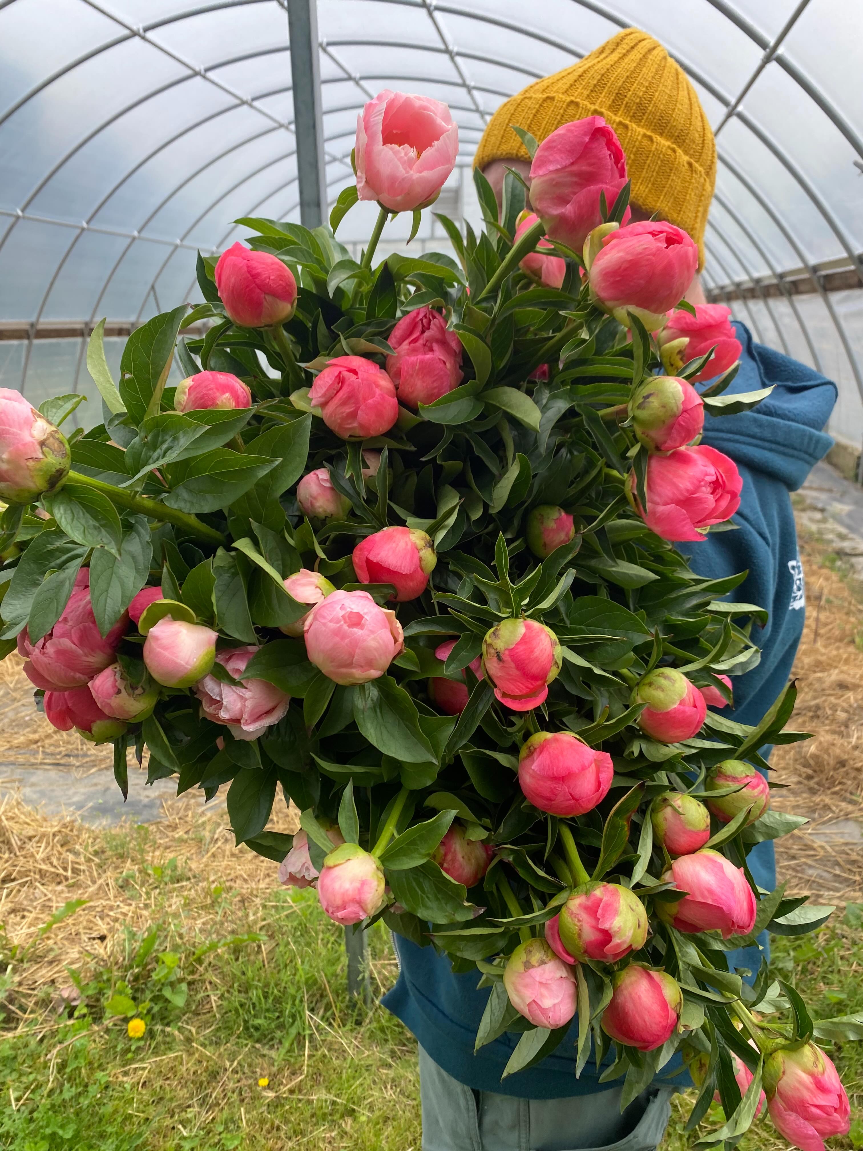🌸We received a nice spring rain over the weekend and the flowers popped! Today was the first big harvest in our peony field and the first runner up was Coral Charm. 

🌸The ranunculus have been loving the cooler weather and some are finally reaching 2.5 feet in length which we strive for. 

🌸We arranged many beautiful and unique Mother’s Day bouquets and enjoyed the challenge of working with blooms we had growing, some we foraged and others we were grateful to source from our flower farmer friends. Wish we had more photos but included a couple.