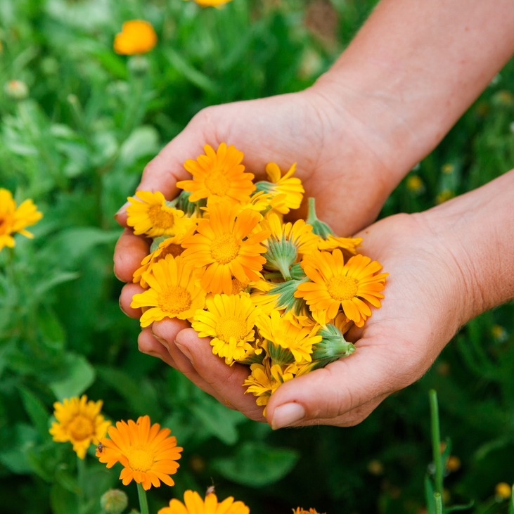 Happy almost Spring!!🌷🌼
Just like many of you, we are so excited for the growing season to begin. We removed the curtain in the greenhouse to make more room and have started our first round of seedlings. The season is upon us so we are asking those who'd like to pre-order their certified organic herbs to kindly do so by May 1st. Receiving your pre orders helps us plan accordingly. Thank you to those who choose to source your herbs from our small farm. Your support makes our work possible, and we truly value the relationship we share with you 💚

email orders@lancasterfarmacy for ordering info or click link in bio!