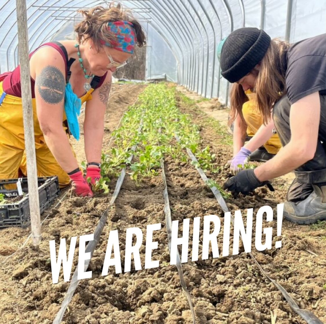 🌱That’s right! We are hiring for a few positions on the farm crew this season. Full time and part time involved in all the aspects of the farm from greenhouse, field work, crop production, and packing and processing. 

🌱Must have farming experience, have a good work ethic and up for working in the elements. 

🌱Send a cover letter and resume to lancasterfarmacy@gmail.com