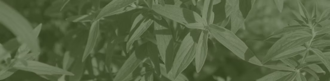 mountain mint.jpg