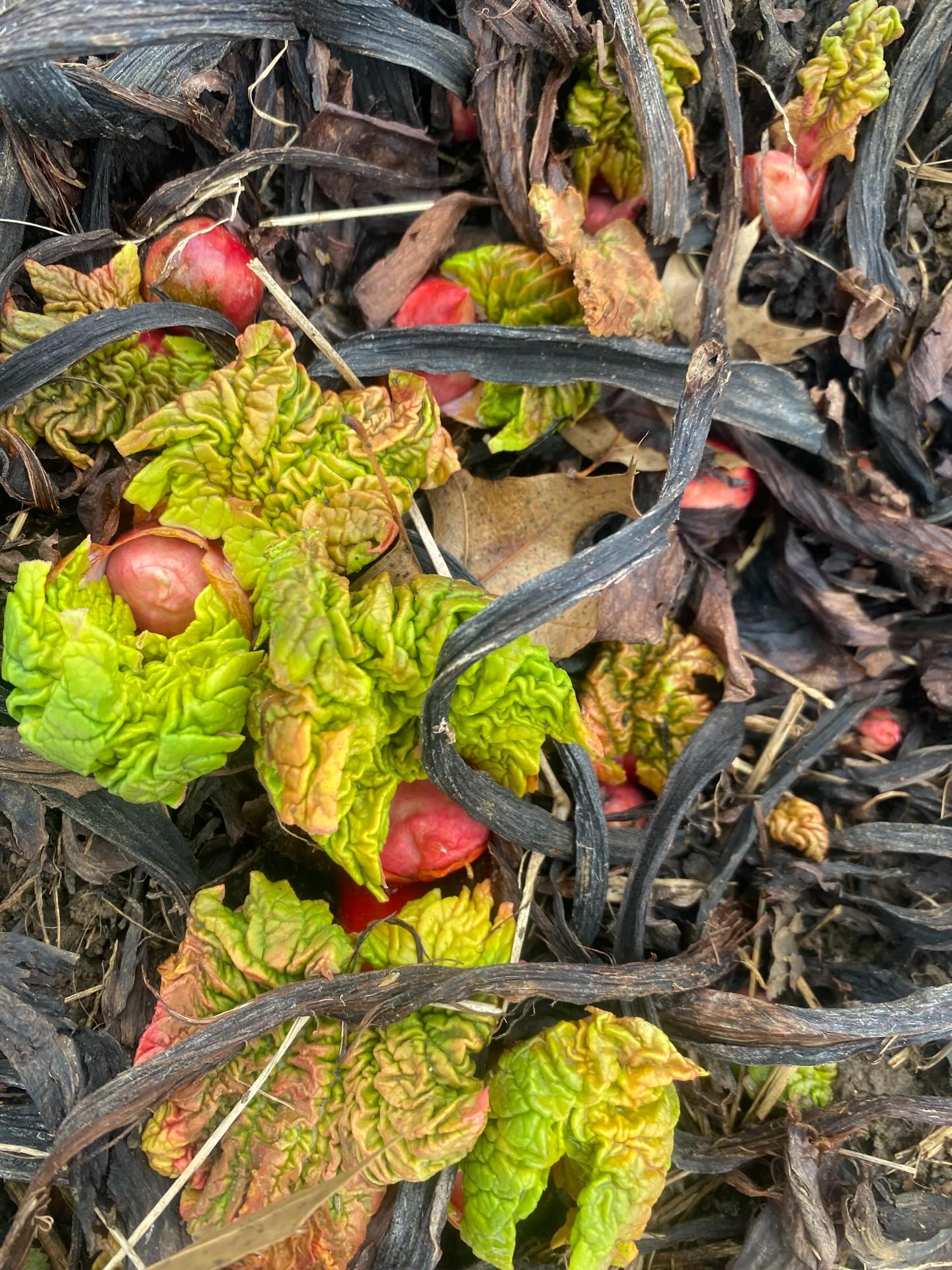 Despite the tornado warnings and potential squall there are more signs of spring out there! 

Photos in order: emerging rhubarb, tulips pushing through compost, and a wild skunk cabbage flower.