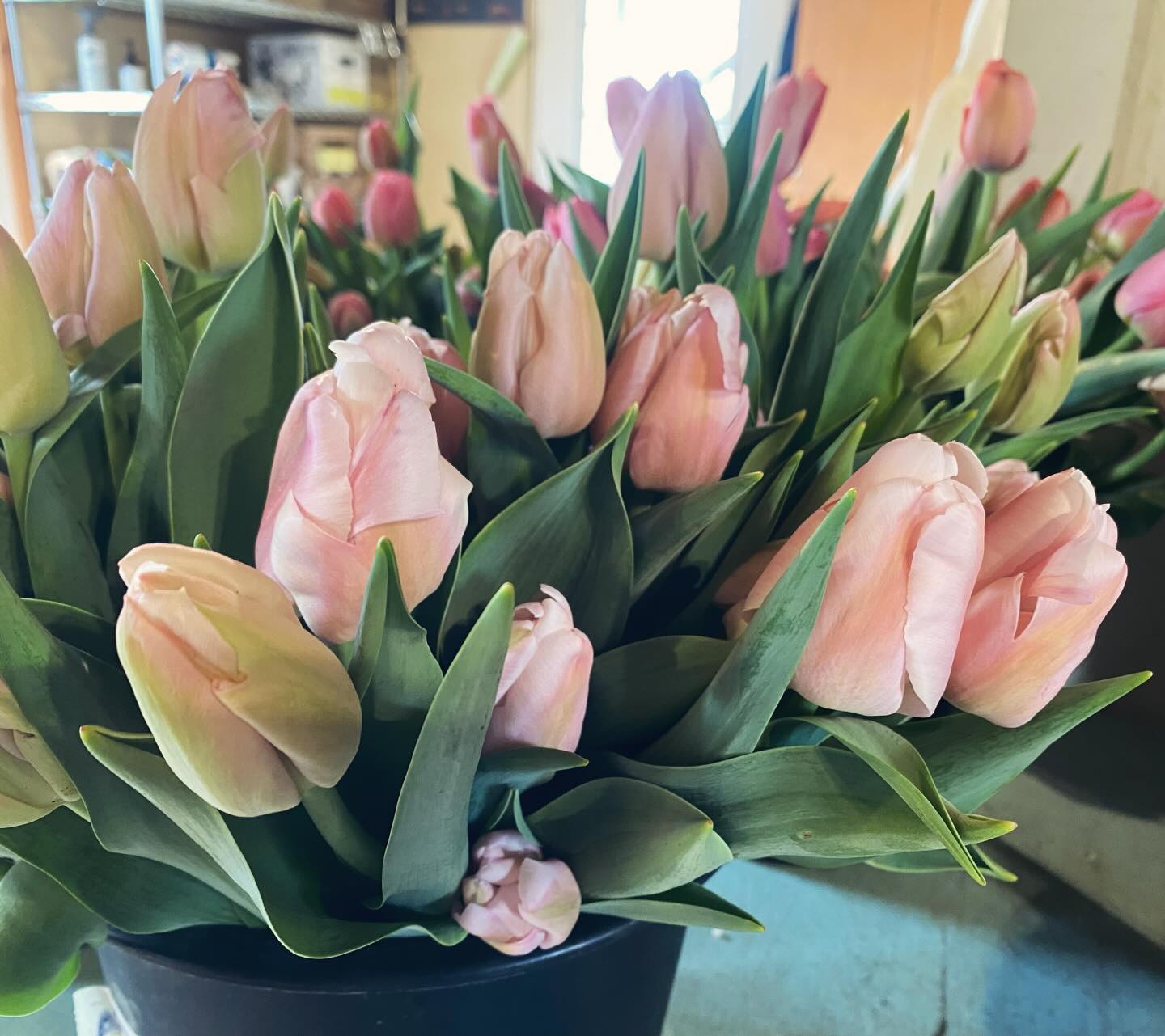 🌷🌷🌷It’s been totally tulips on the farm over the past couple weeks! 🌷🌷

🌷We are kicking off Tulip Tuesday 4/14, and Farmacy’s launch of Tulipalooza the rest of this week~ This will be a soft opening of our farm store with the grand opening coming mid-May ~ keep an eye out for announcements!

🌷Bunches of ten stem tulips in different colors and varieties... such as Dreamer, Pink Impression & Apricot Pride. These are all available in our charming, little farm store this week and possibly next week / until our blooms last. 

🌷The store is completely self serve with payments of Venmo, check or exact change cash, all welcome!

We are in a total tizzy for tulips over here! Come & get ‘em! 

Lancaster Farmacy Farm Store
397 Letort Rd 
Millersville, PA 

Tuesday 4/14 : 1-4pm
Wednesday-Saturday 4/15-4/18 : 9-4pm