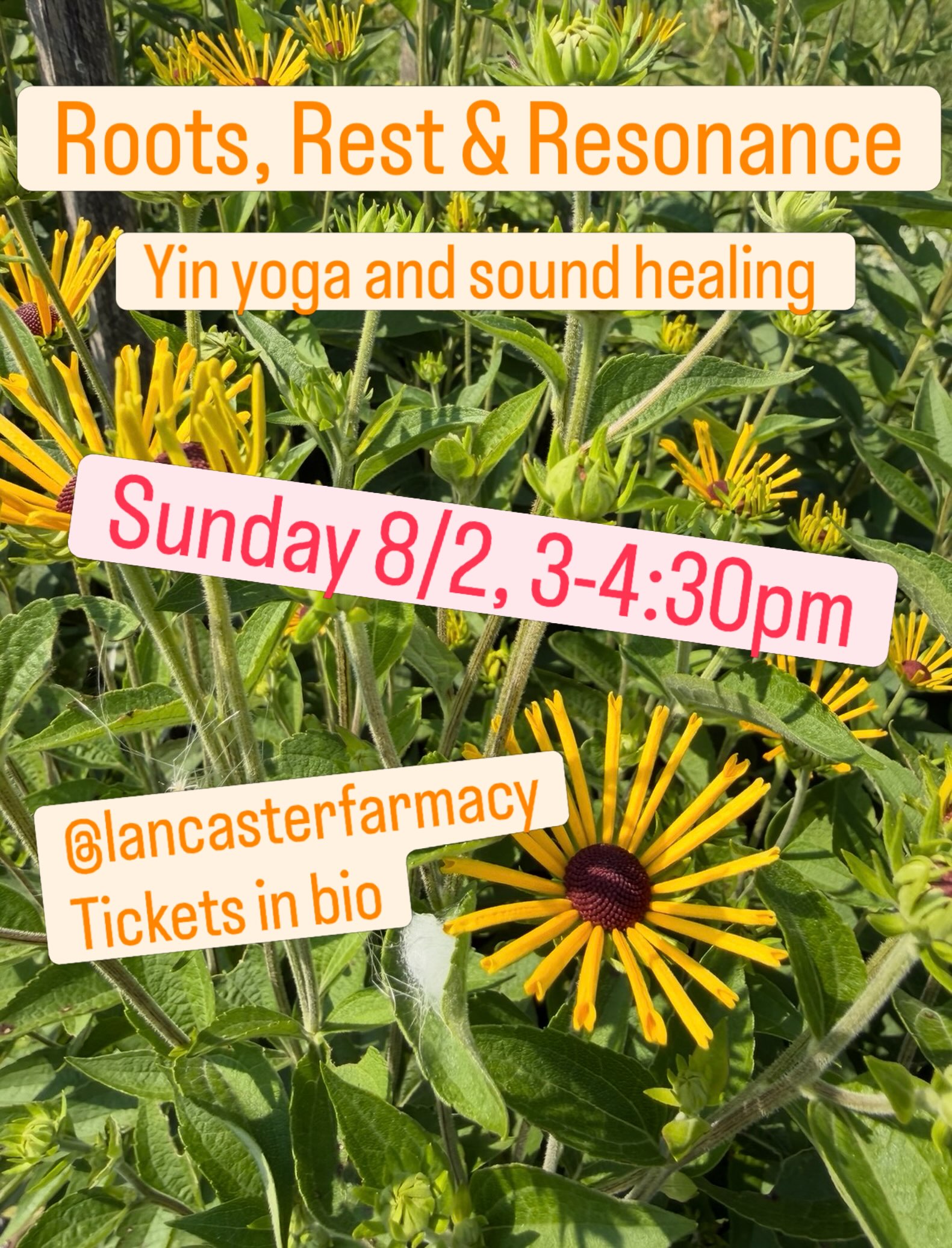 ✨Relax the body and mind with the magical combination of Yin Yoga and Sound Healing✨

✨Unwind and enjoy an afternoon with your beloved farmer yogi, JD, accompanied by the sounds of Niranjana.

JD, also known as Kelly, leads the Farmacy farm crew and has more than a decade of experience in studying and teaching yoga. Niranjana (Abby) excels in delivering healing sounds that touch your heart 💜

🌱Farmacy iced tea will be served, and the farm store will be open 🌷