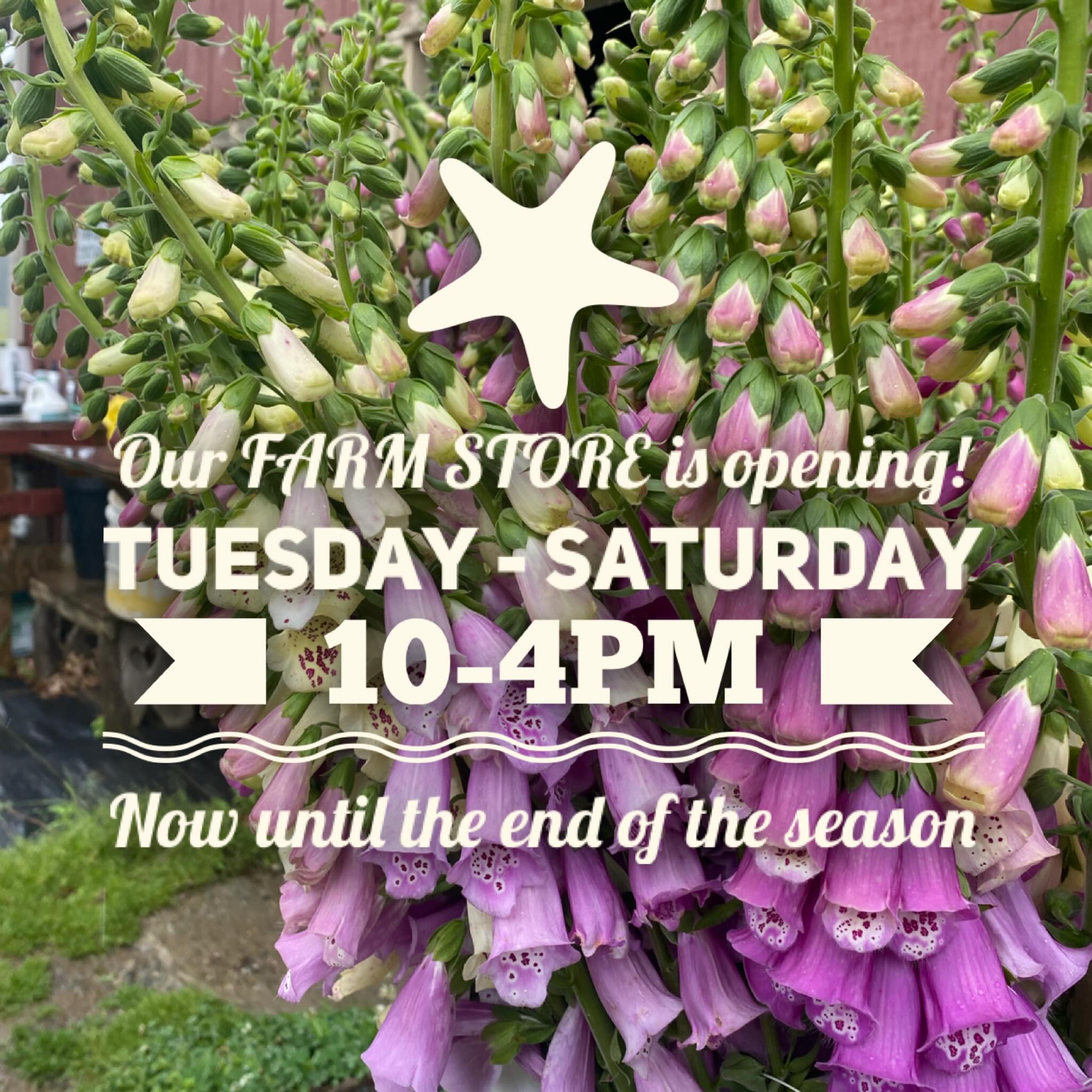 🎉We are happy to announce that we will be opening our Farm Store! Thank you to all whom have inquired and been patiently waiting. 

🎉We will be stocked with our herbal product line: teas, tonics, body care, merch, flowers and potted medicinal herbs for sale 🌱

Fresh items will change weekly with what is in season and availability. First come, first serve! Stay tuned for some pop up product demos and field walks. 

Lancaster Farmacy Farm Store
397 Letort Rd 
Millersville, Pa 
Tuesday-Saturday 
10-4pm 

The Farm Store is a self check out. We accept cash, check and Venmo.