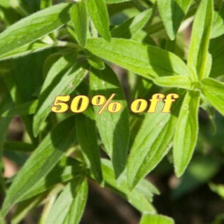 Fresh, certified-organic Mountain Mint (Pycanthemum virginianum) — now 50% off for a limited time! Choose dried packs (1/4 lb, 1/2 lb, 1 lb) or local fresh 2 lb when available. Perfect for teas, aromatics, and herbal blends. Limited stock — order now: https://wix.to/IqivKjN

Highlights: certified organic · small-batch · local pickup available

#MountainMint #OrganicHerbs #HerbalTea #LancasterFarmacy #Botanical #HerbalRemedies #Sale